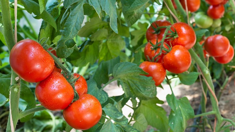 Variedad de bajo crecimiento para residentes de verano novatos: tomate enano de Mongolia: descripción de la variedad y revisiones de su cultivo