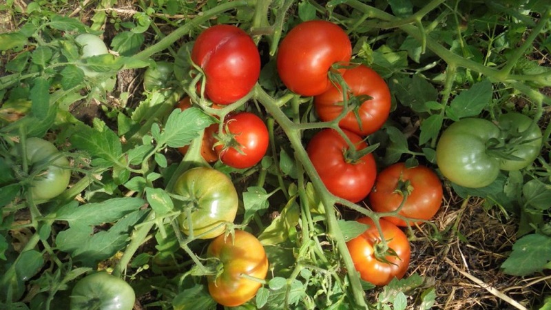 Niedrig wachsende Sorte für Sommeranfänger - Mongolische Zwerg-Tomate: Beschreibung der Sorte und Überprüfung ihres Anbaus