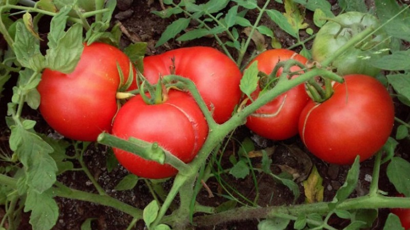 تنوع منخفض النمو للمقيمين في الصيف المبتدئين - الطماطم القزمة المنغولية: وصف تنوع ومراجعات زراعتها