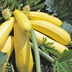 The best varieties of zucchini for open ground: a photo with a description, tips for choosing