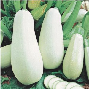 The best varieties of zucchini for open ground: a photo with a description, tips for choosing