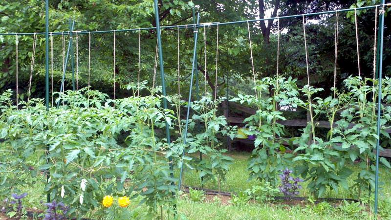 Un convidat extremadament insòlit i exòtic al vostre jardí és un tomàquet de Negritenok: el cultivem nosaltres mateixos i gaudim de la collita
