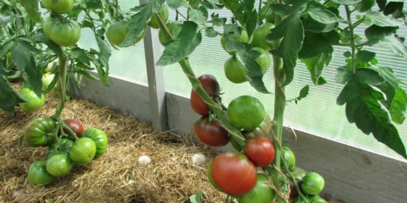 Un invitado extremadamente inusual y exótico en su jardín es un tomate Negritenok: lo cultivamos nosotros mismos y disfrutamos de la cosecha.