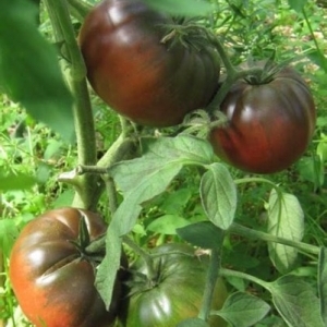 An extremely unusual and exotic guest in your garden is a Negritenok tomato: we grow it ourselves and enjoy the harvest