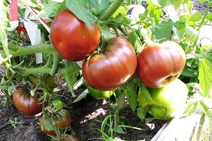 En extremt ovanlig och exotisk gäst i din trädgård är en Negritenok-tomat: vi odlar den själv och njuter av skörden