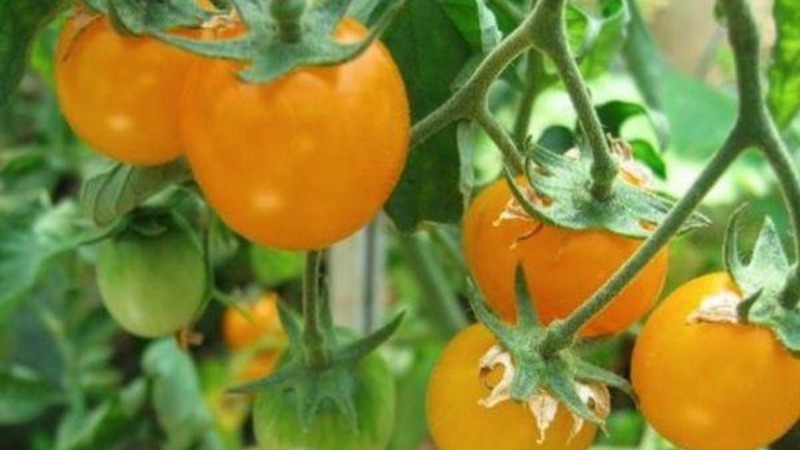 Trinn-for-trinn-instruksjoner for dyrking av en Golden Nugget-tomat og dens fordeler