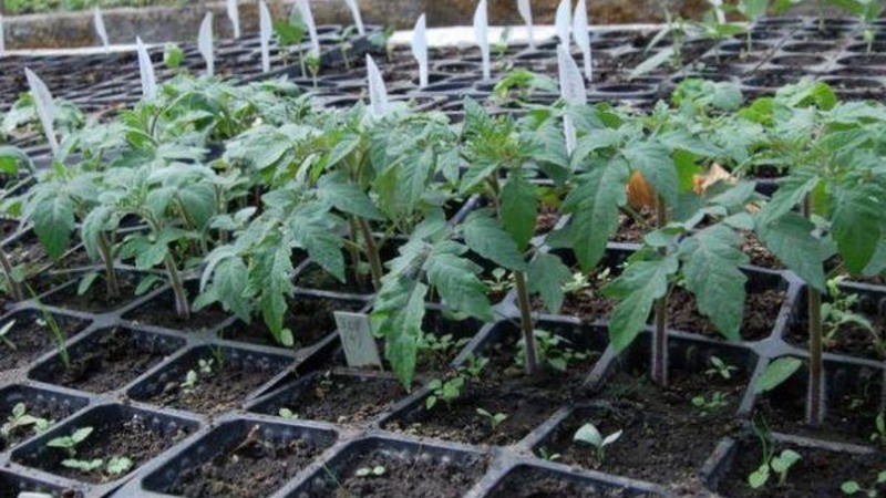 Hướng dẫn từng bước để trồng cà chua Golden Nugget và lợi ích của nó