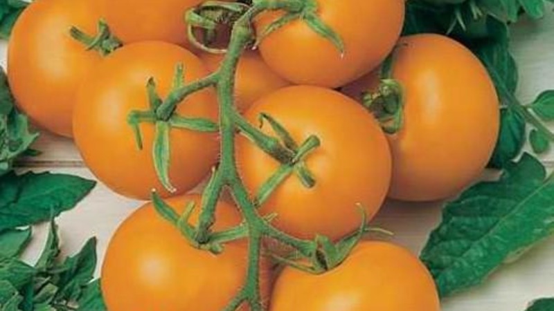 Podrobné pokyny pro pěstování rajče Golden Nugget a jeho výhod