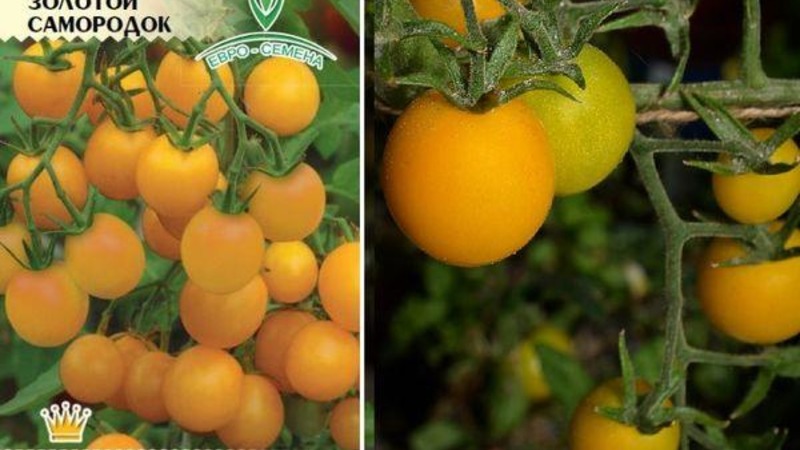 Instructions étape par étape pour la culture d'une pépite de tomate Golden et ses avantages