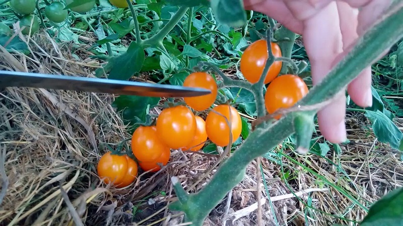 Instrukcje krok po kroku dotyczące uprawy pomidora Golden Nugget i jego zalet