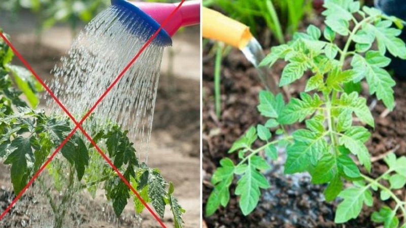 Istruzioni dettagliate per coltivare una pepita d'oro al pomodoro e i suoi benefici