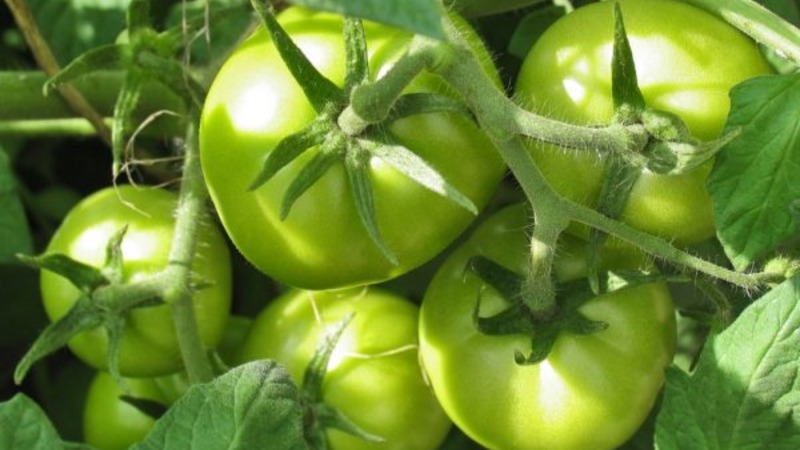 Una variedad sin pretensiones y nada caprichosa que requiere un mantenimiento mínimo: un tomate gordo: cultivamos sin problemas
