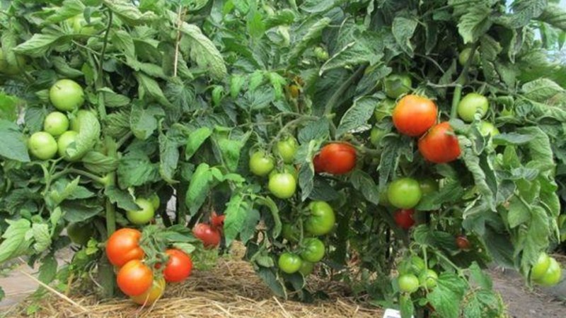 Una variedad sin pretensiones y nada caprichosa que requiere un mantenimiento mínimo: un tomate gordo: cultivamos sin problemas