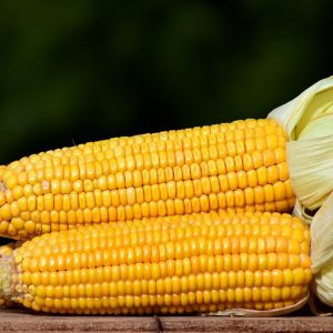 What are the varieties of corn and how to choose the best one for yourself