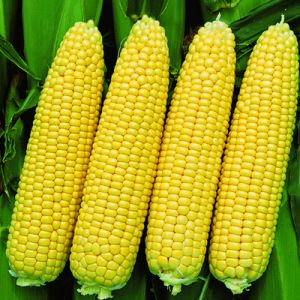 ¿Cuáles son las variedades de maíz y cómo elegir la mejor para ti?