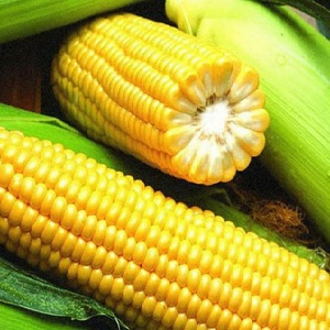 Quelles sont les variétés de maïs et comment choisir la meilleure pour vous-même