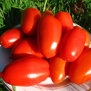 Nachgebende, früh reifende, anspruchslose Pflege und ideal für die Konservierung, Gulliver-Tomate