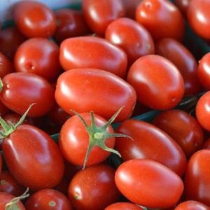 Nachgebende, früh reifende, anspruchslose Pflege und ideal für die Konservierung, Gulliver-Tomate