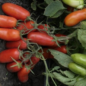 Utbyte, tidigt mognande, krävande att ta hand och är idealisk för bevarande, Gulliver tomat