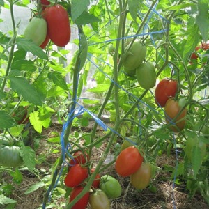 Plonujący, wcześnie dojrzewający, mało wymagający w pielęgnacji, idealny do konserwacji, pomidor Gulliver