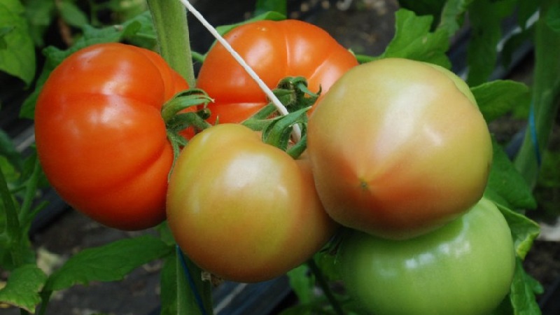 Berberan-hibridna rajčica: prednosti i nedostaci vrste, korak po korak uzgoja