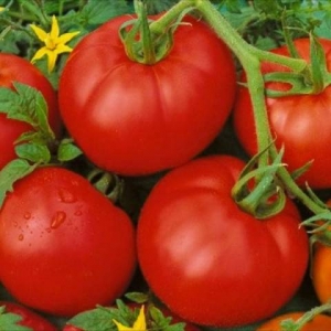 Co jest dobre i dlaczego warto uprawiać wczesnego dojrzałego, wysokowydajnego, odpornego na choroby i warunki atmosferyczne pomidora Moskwicz