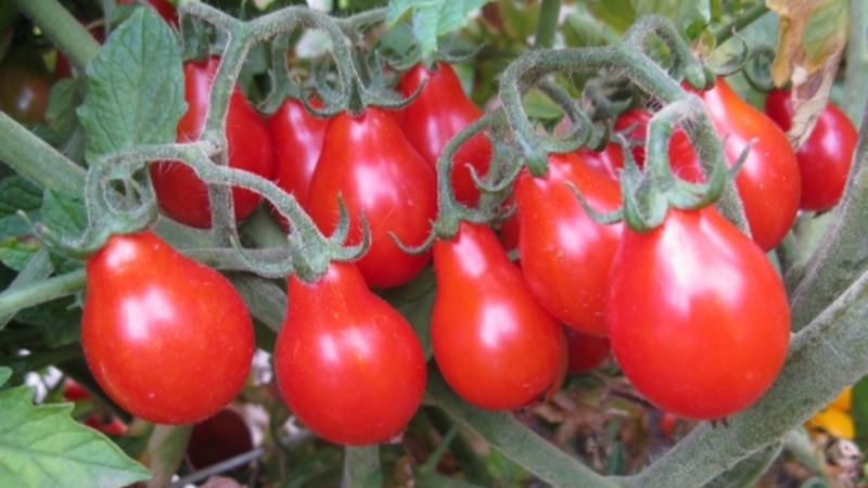 Hoe u zelf een ongelooflijk mooie en smakelijke Matryoshka-tomaat op uw site kunt kweken