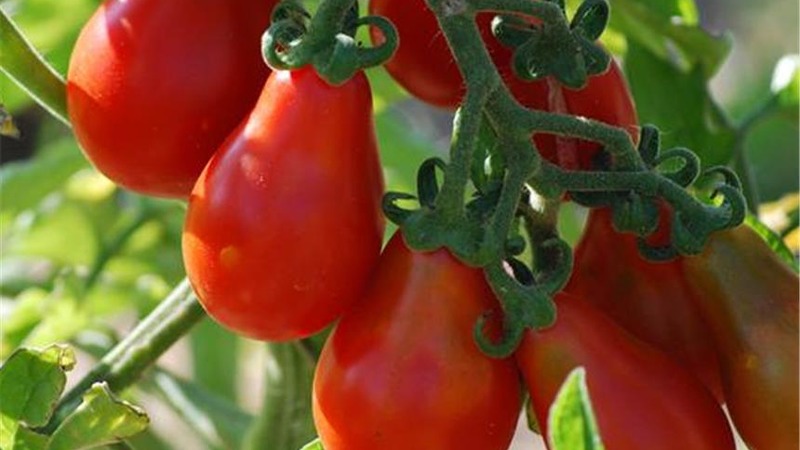 Come coltivare un pomodoro Matryoshka incredibilmente bello e gustoso da solo sul tuo sito