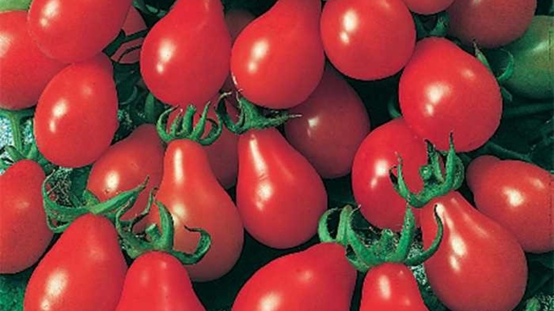 How to grow an incredibly beautiful and tasty Matryoshka tomato on your own on your site