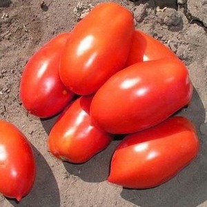 Ibrido leggendario: il pomodoro Inkas: perché è così amato in diversi paesi e come ti piacerà