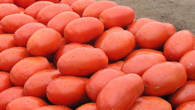 Θρυλικό υβρίδιο - ντομάτα Inkas: γιατί είναι τόσο αγαπητό σε διαφορετικές χώρες, και πώς θα σας αρέσει