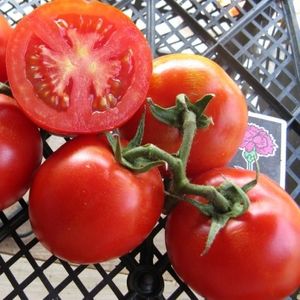 O testado tomate Titan para cultivo ao ar livre