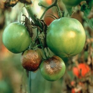 Ang nasubok na oras na Titan tomato para sa panlabas na paglilinang