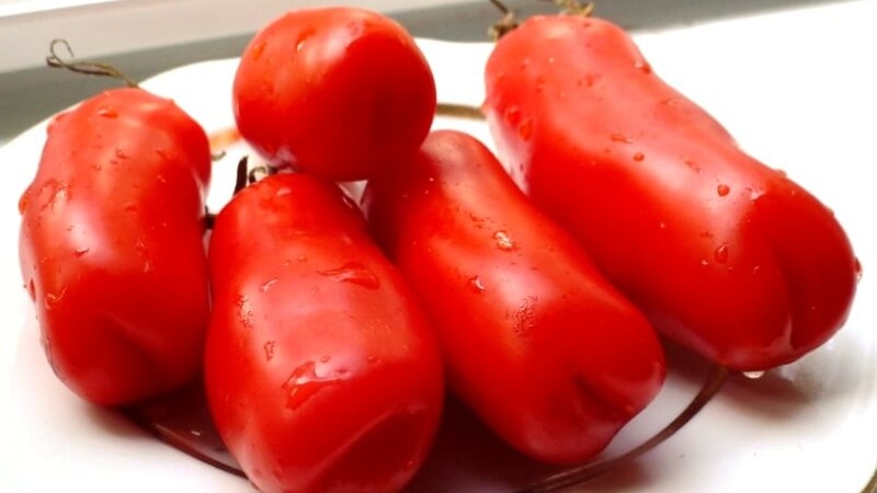 Auria tomatsort från Novosibirsk uppfödare, känd för sin höga avkastning och utmärkta frukt smak