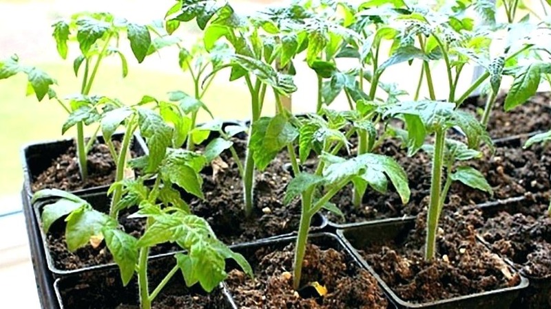 Novosibirskin kasvattajien Auria-tomaattilajike, kuuluisa korkeasta saannistaan ​​ja erinomaisesta hedelmämaastaan