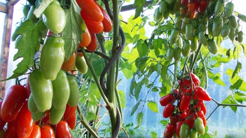 Novosibirskin kasvattajien Auria-tomaattilajike, kuuluisa korkeasta saannistaan ​​ja erinomaisesta hedelmämaastaan