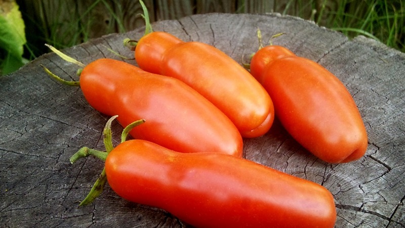 Variedad de tomate Auria de los criadores de Novosibirsk, famosa por su alto rendimiento y excelente sabor a fruta