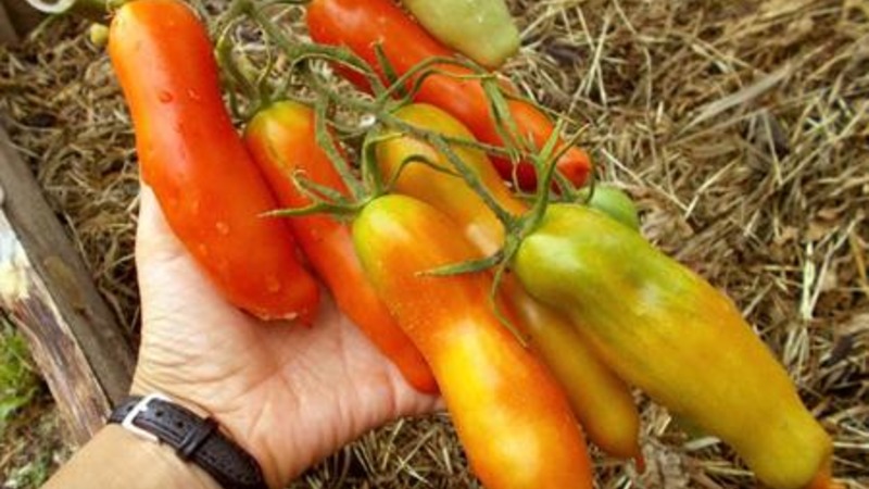 Variedade de tomate Auria de criadores de Novosibirsk, famosa por seu alto rendimento e excelente sabor de frutas