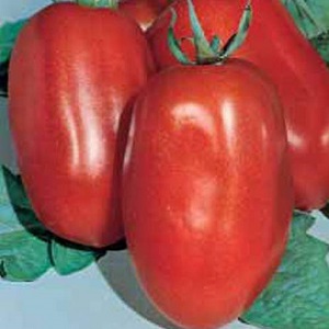 Ang Diabolic tomato na binuo ng mga Japanese breeders: kung ano ang mabuti at bakit gustung-gusto ito ng mga domestic magsasaka