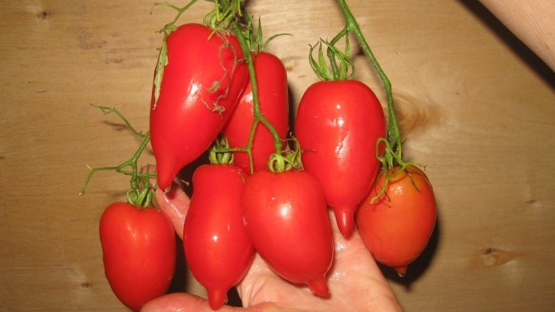 مجموعة متنوعة صغيرة تكتسب شعبية بين سكان الصيف هي طماطم Legenda Tarasenko ، وهي مثالية للنمو في الحقول المفتوحة