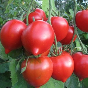 זן צעיר ההולך וצובר פופולריות בקרב תושבי הקיץ הוא העגבנייה לגנדה טרסנקו, אידיאלית לגידול בשדה הפתוח