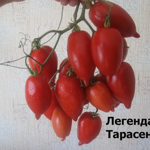 Een jong ras dat aan populariteit wint onder zomerbewoners is de Legenda Tarasenko-tomaat, ideaal voor teelt in het open veld