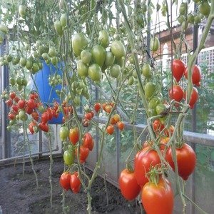 En ung sort som får popularitet bland sommarboende är Legenda Tarasenko-tomaten, idealisk för odling i det öppna fältet