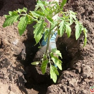 Uma variedade jovem que vem ganhando popularidade entre os moradores do verão é o tomate Legenda Tarasenko, ideal para cultivo em campo aberto