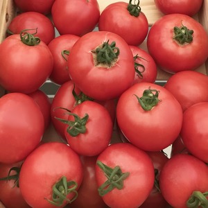 مزايا وعيوب طماطم تورباي: لماذا تستحق محاولة زراعتها