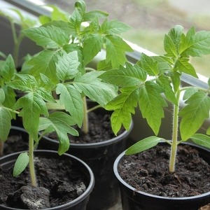 Middenseizoen variëteit met fruit, zoals op de foto - tomaat Major en instructies voor het kweken in open en gesloten grond