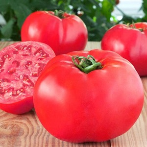 Variedad de temporada media con frutas, como en la imagen: tomate Major e instrucciones para cultivarlo en terreno abierto y cerrado