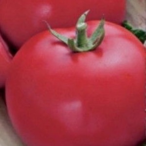 Högsäsongsorter med frukt, som på bilden - tomat Major och instruktioner för att odla den i öppen och stängd mark