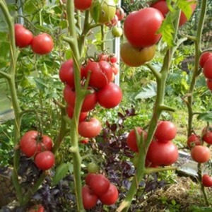 Kauden puolivälissä käytettävä hedelmälajike, kuten kuvassa - tomaatti Major ja ohjeet sen viljelyyn avoimessa ja suljetussa maassa