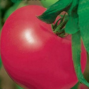 Variedade de meia estação com frutas, como na foto - Tomate Major e instruções para o cultivo em terreno aberto e fechado